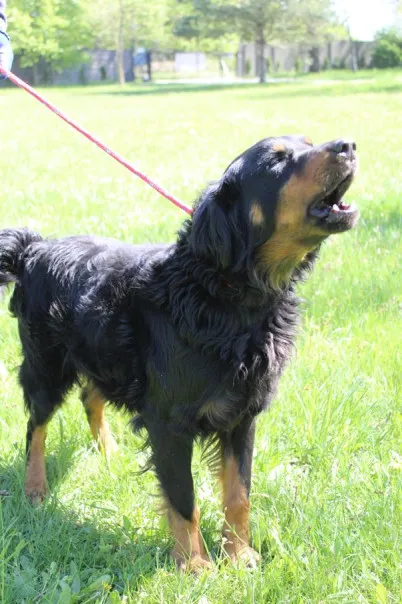 Pies do adopcji, Bełchatów, 20 marca 2025 (5/5)