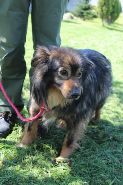 Pies do adopcji, Bełchatów, 13 marca 2024 (3/5)