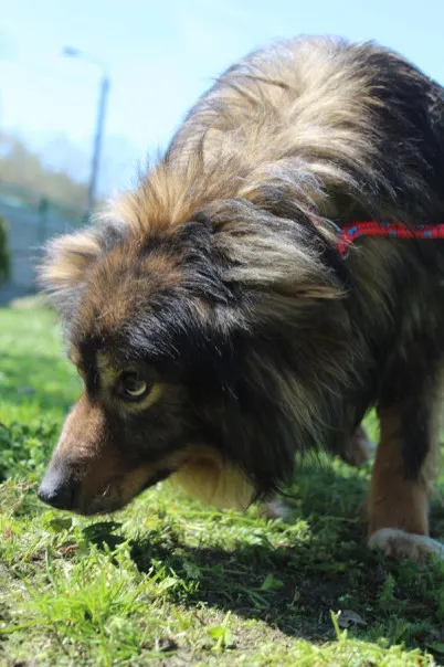 Pies do adopcji, Bełchatów, 13 marca 2024 (5/5)