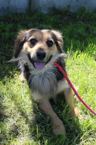 Pies do adopcji, Bełchatów, 28 listopada 2024 (4/5)