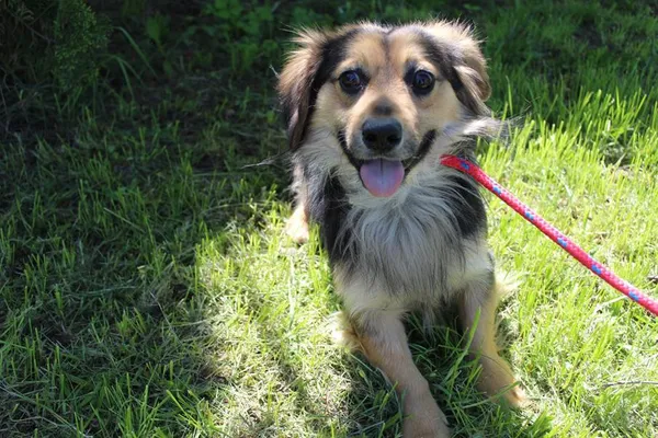 Pies do adopcji, Bełchatów, 28 listopada 2024 (5/5)