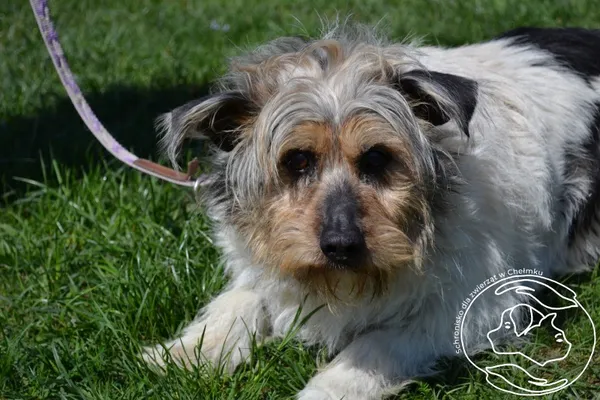 Pies do adopcji, Chełmek, 4 kwietnia 2025