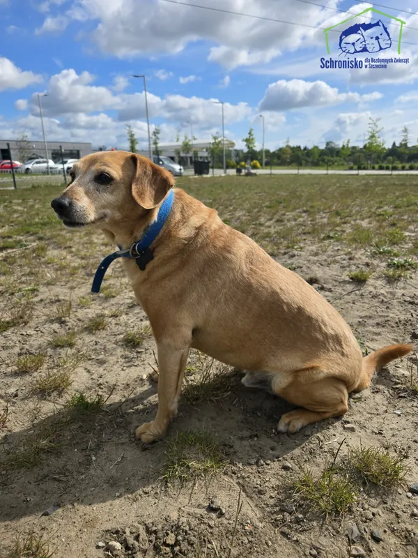 Pies do adopcji, Szczecin, 29 kwietnia 2025 (1/4)