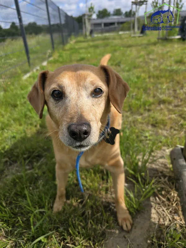 Pies do adopcji, Szczecin, 29 kwietnia 2025 (2/4)