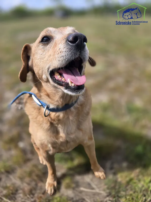 Pies do adopcji, Szczecin, 29 kwietnia 2025 (4/4)