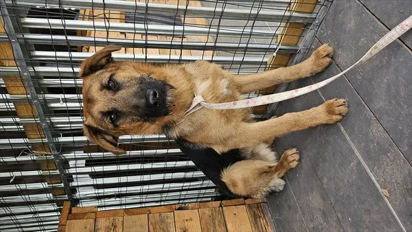 Pies do adopcji, Choszczno, 18 kwietnia 2025