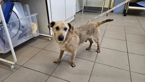 Pies do adopcji, Choszczno, 17 kwietnia 2025