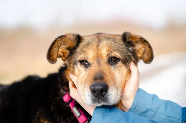Oddam psa, Gdańsk, Niedźwiednik, 1 maja 2025 (1/4)