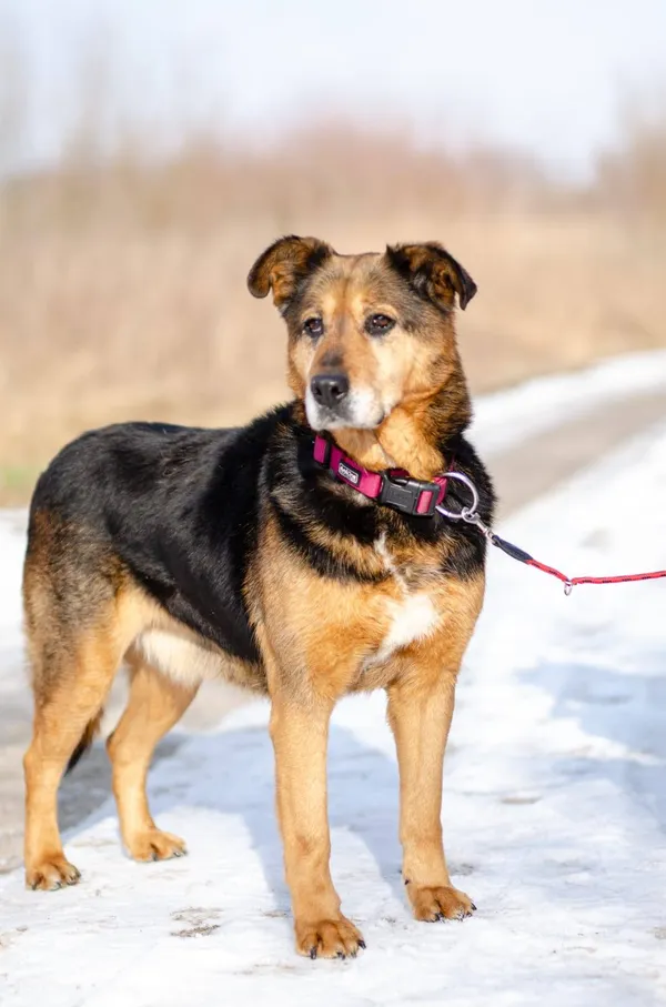 Oddam psa, Gdańsk, Niedźwiednik, 1 maja 2025 (3/4)