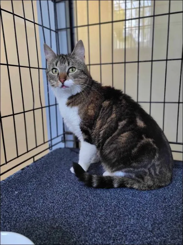 Znaleziono kota, Grudziądz, 1 maja 2025