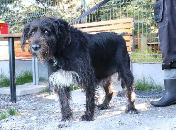 Znaleziono psa, Łódź, 1 maja 2025 (1/3)