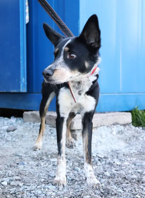 Znaleziono psa, Łódź, 30 kwietnia 2025 (1/5)