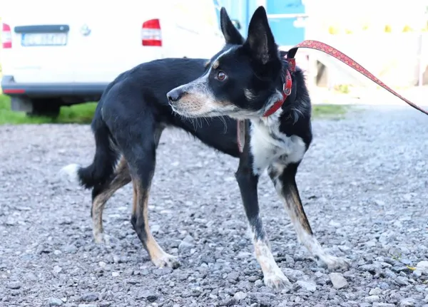 Znaleziono psa, Łódź, 30 kwietnia 2025 (2/5)