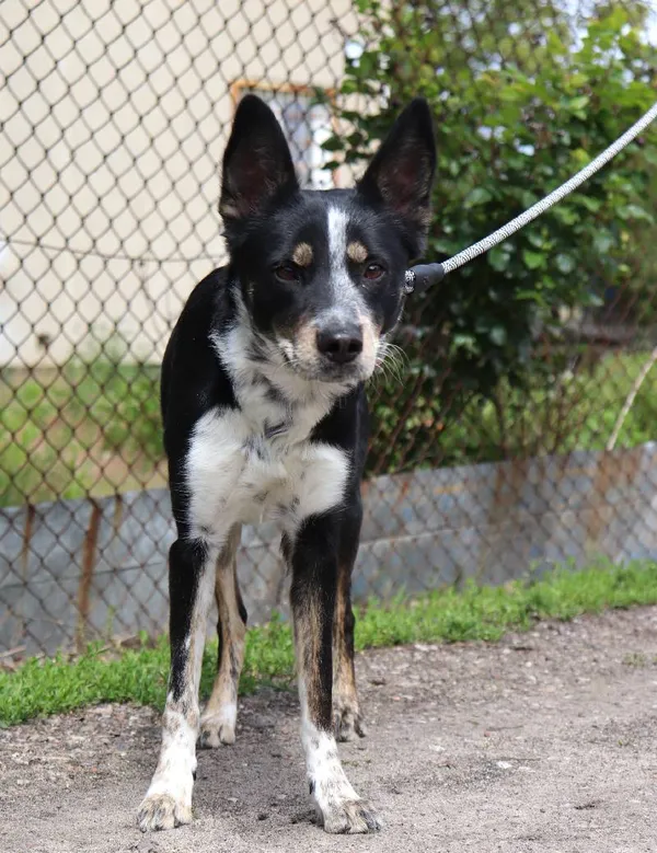 Znaleziono psa, Łódź, 30 kwietnia 2025 (3/5)