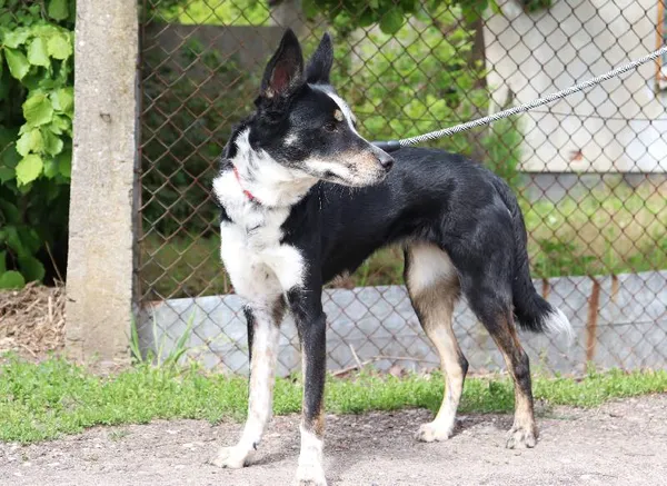 Znaleziono psa, Łódź, 30 kwietnia 2025 (4/5)