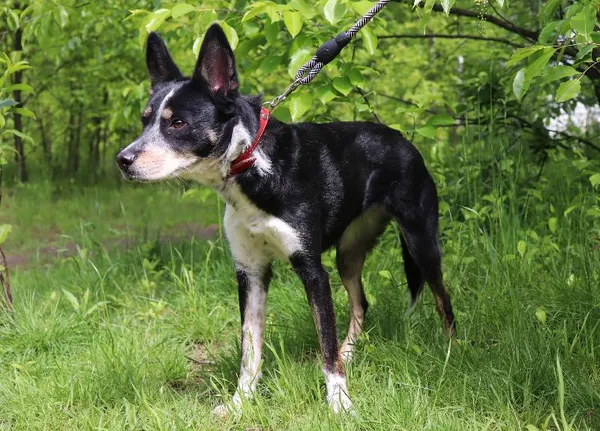 Znaleziono psa, Łódź, 30 kwietnia 2025 (5/5)