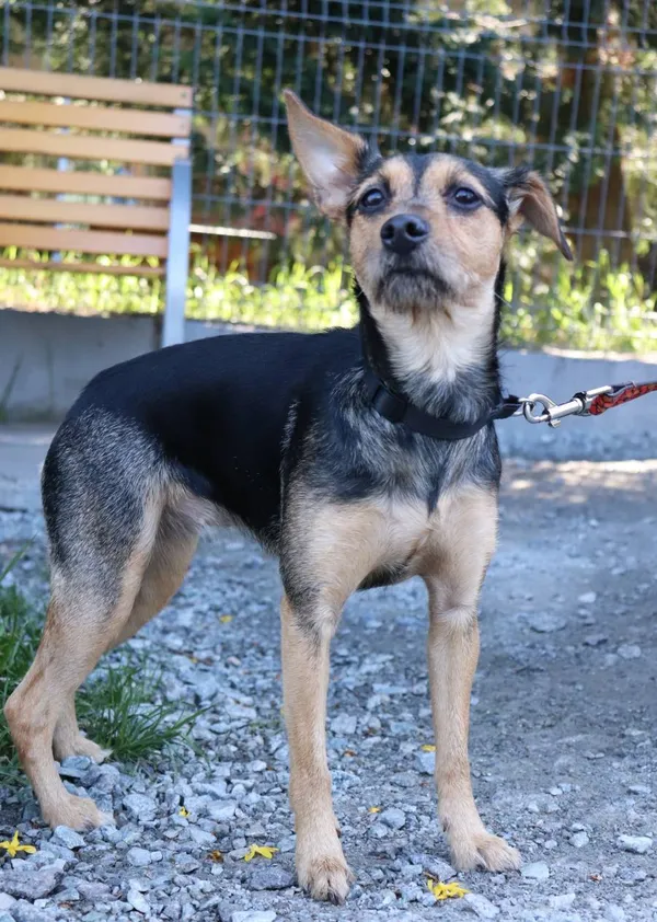 Znaleziono psa, Łódź, 30 kwietnia 2025 (2/5)