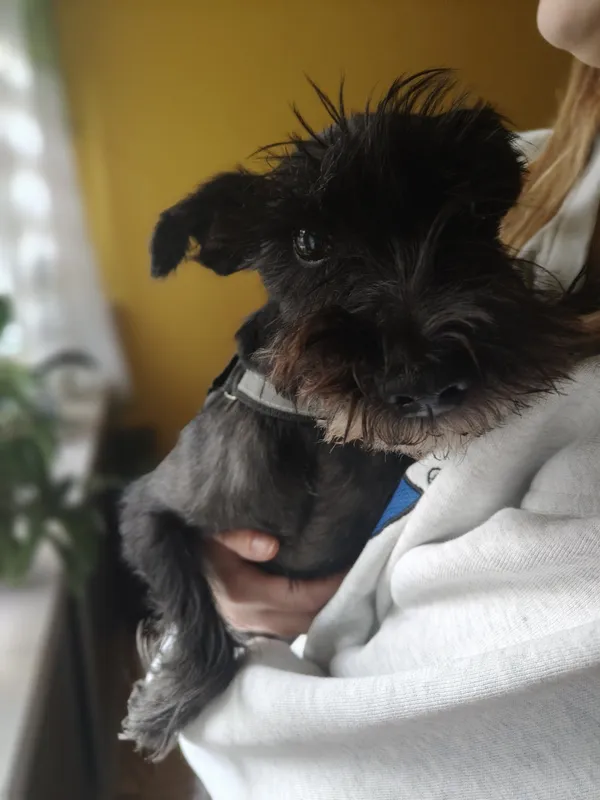 Znaleziono psa, Łódź, 1 maja 2025