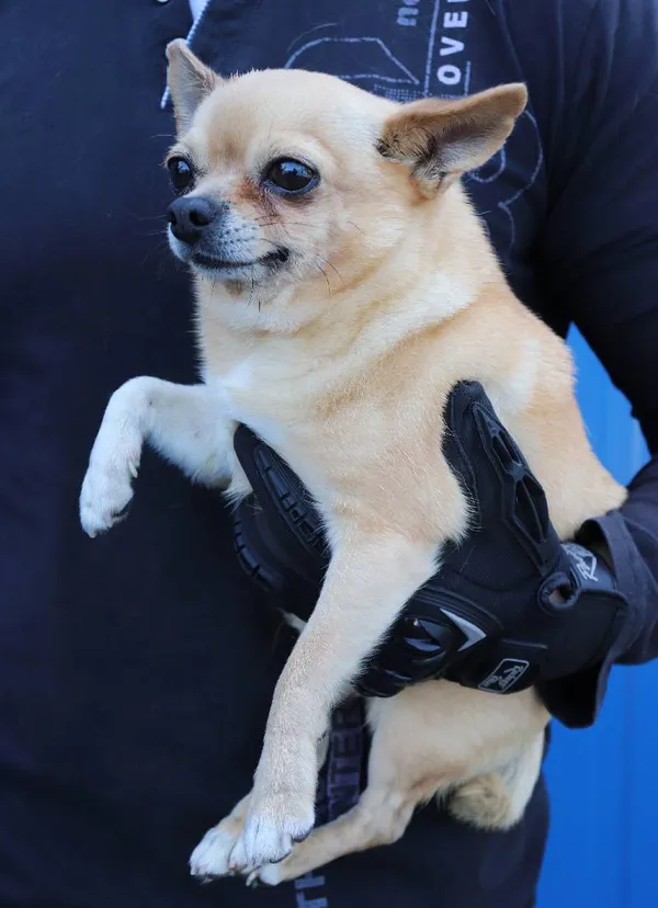 Znaleziono psa, Łódź, 1 maja 2025 (1/2)