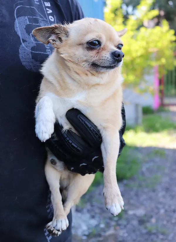 Znaleziono psa, Łódź, 1 maja 2025 (2/2)