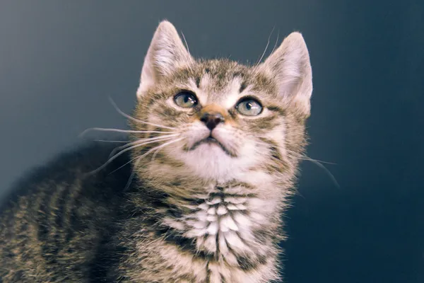 Znaleziono kota, Sosnowiec, 29 kwietnia 2025 (2/4)