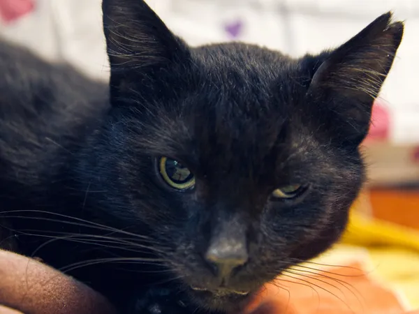 Znaleziono kota, Sosnowiec, 1 maja 2025 (1/5)