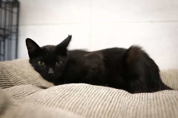 Znaleziono kota, Sosnowiec, 1 maja 2025 (3/5)