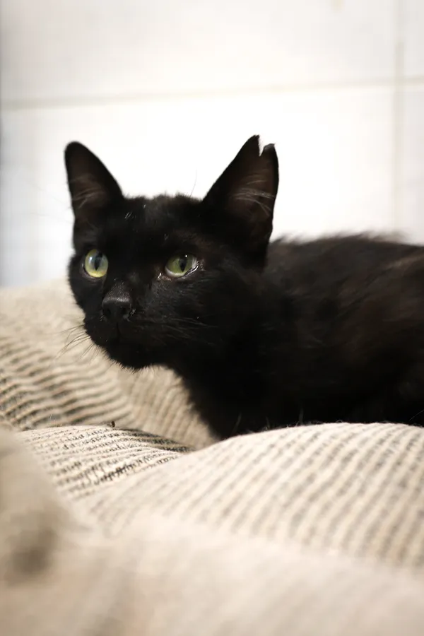 Znaleziono kota, Sosnowiec, 1 maja 2025 (4/5)