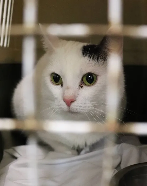 Znaleziono kota, Łódź, 1 maja 2025 (1/5)