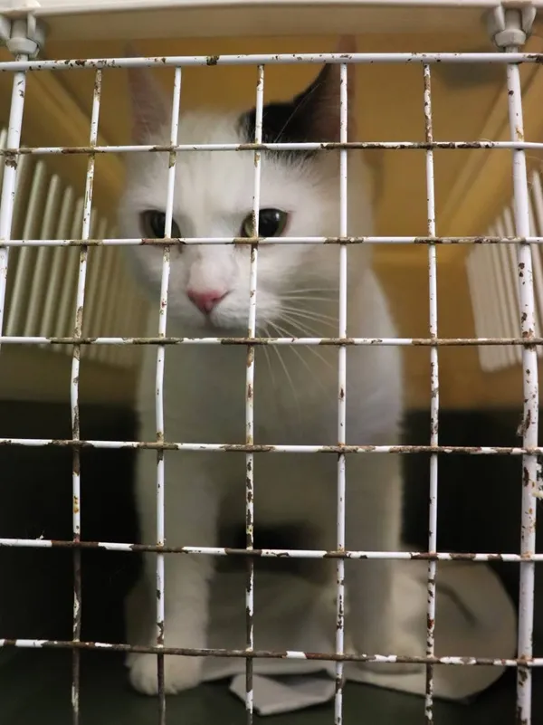 Znaleziono kota, Łódź, 1 maja 2025 (2/5)