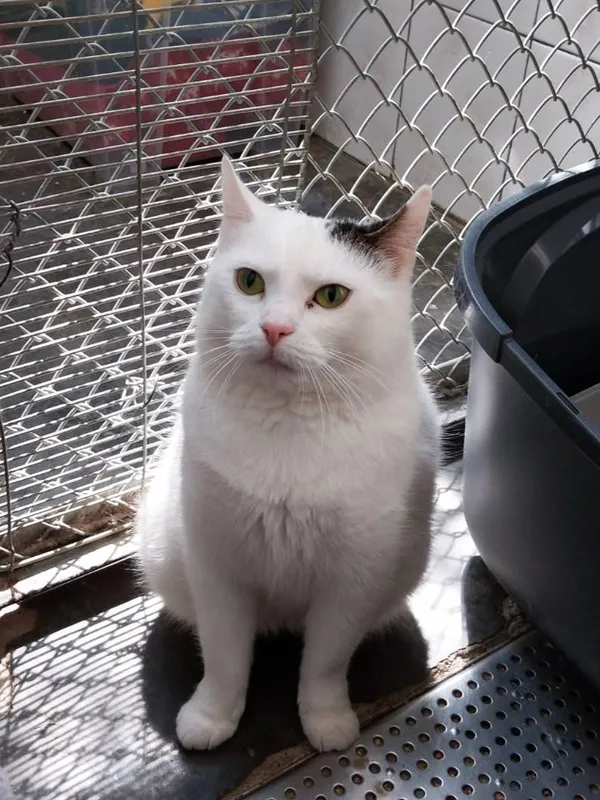 Znaleziono kota, Łódź, 1 maja 2025 (4/5)