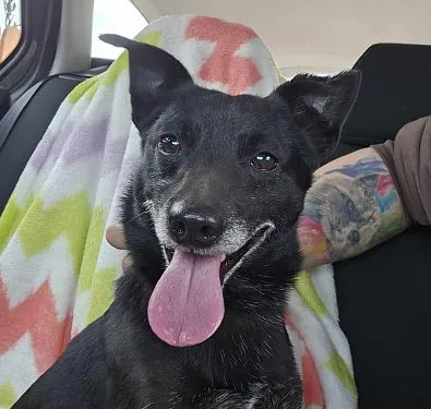 Pies do adopcji, Oborniki, 12 kwietnia 2025 (1/3)