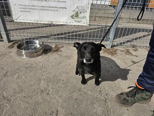 Pies do adopcji, Oborniki, 12 kwietnia 2025 (2/3)