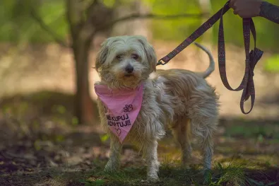 Pies do adopcji, Oborniki, 12 kwietnia 2025 (1/5)