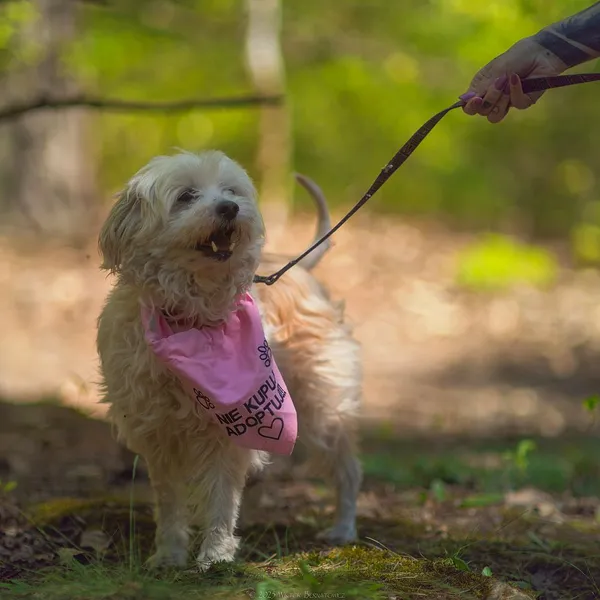 Pies do adopcji, Oborniki, 12 kwietnia 2025 (4/5)