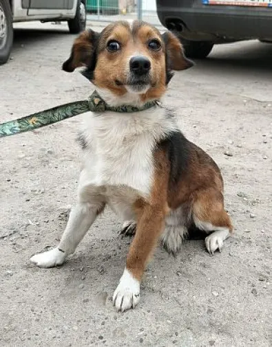 Pies do adopcji, Oborniki, 11 kwietnia 2025 (1/2)