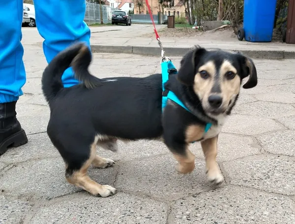 Pies do adopcji, Oborniki, 11 kwietnia 2025 (2/5)