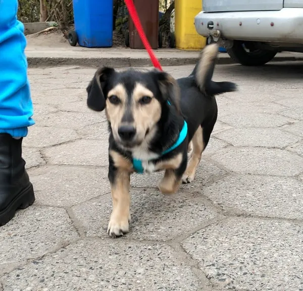 Pies do adopcji, Oborniki, 11 kwietnia 2025 (4/5)