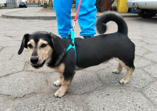 Pies do adopcji, Oborniki, 11 kwietnia 2025 (5/5)