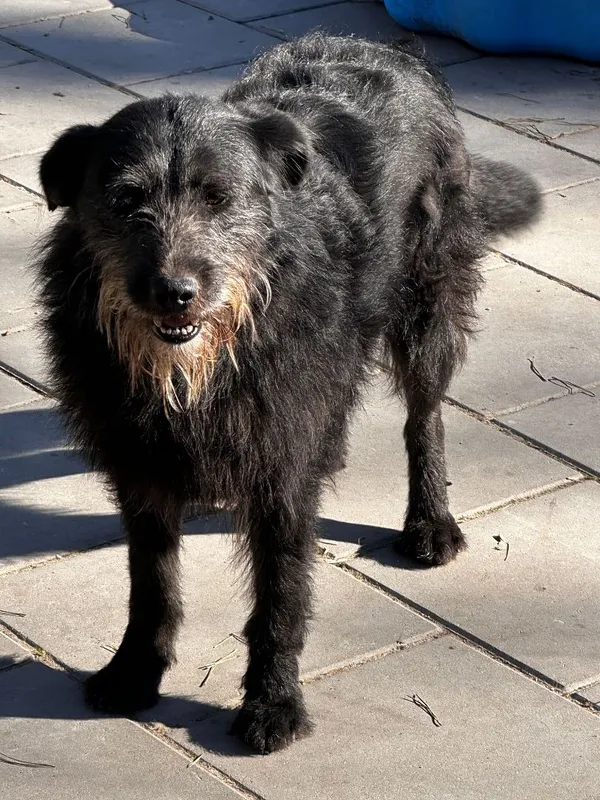 Pies do adopcji, Oborniki, 20 marca 2025 (2/5)