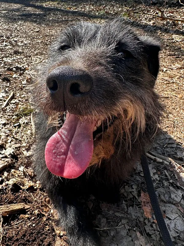 Pies do adopcji, Oborniki, 20 marca 2025 (4/5)