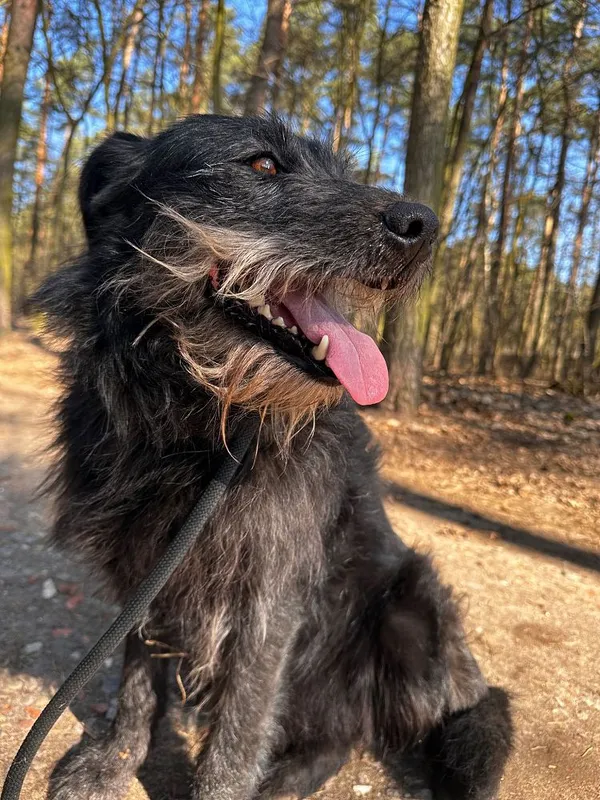 Pies do adopcji, Oborniki, 20 marca 2025 (5/5)