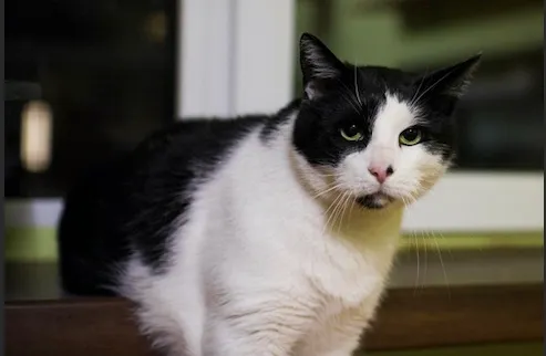 Kot do adopcji, Sosnowiec, 3 lutego 2025 (1/5)