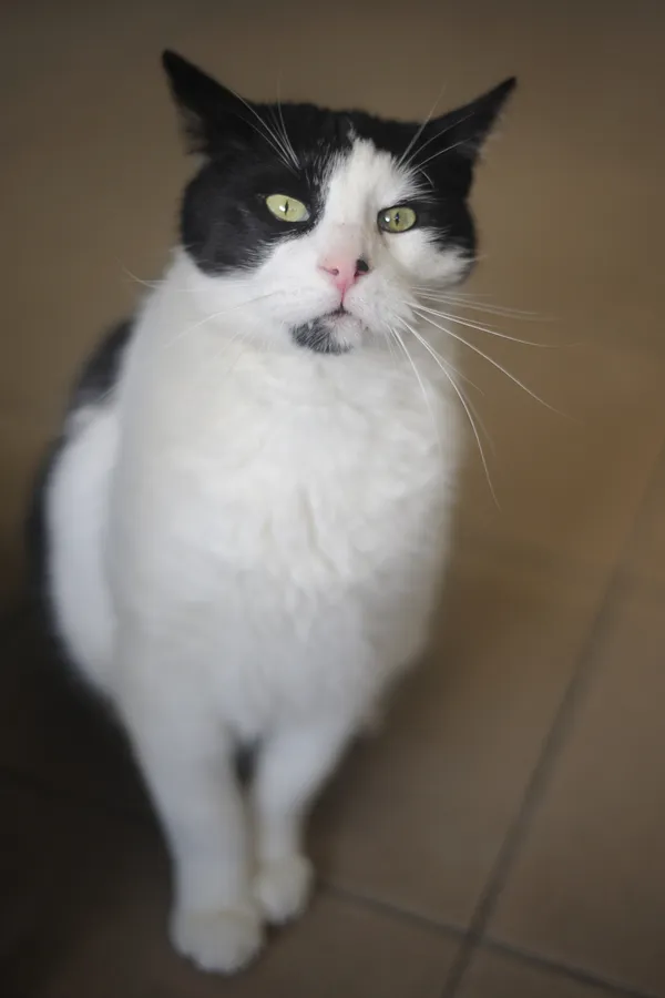 Kot do adopcji, Sosnowiec, 3 lutego 2025 (4/5)