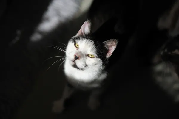 Kot do adopcji, Sosnowiec, 5 stycznia 2025 (4/5)