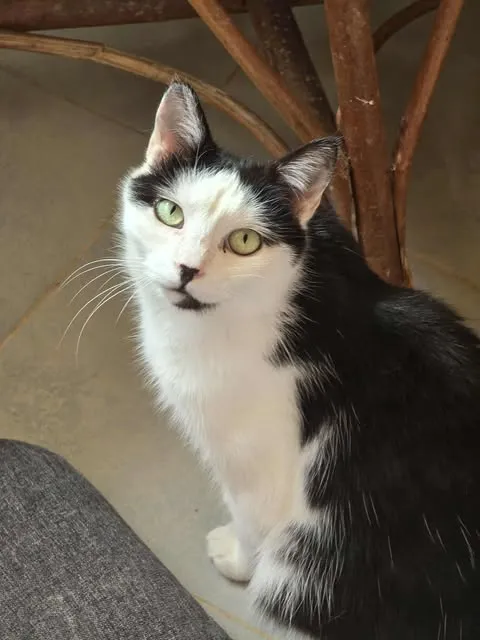 Kot do adopcji, Sosnowiec, 5 stycznia 2025 (5/5)