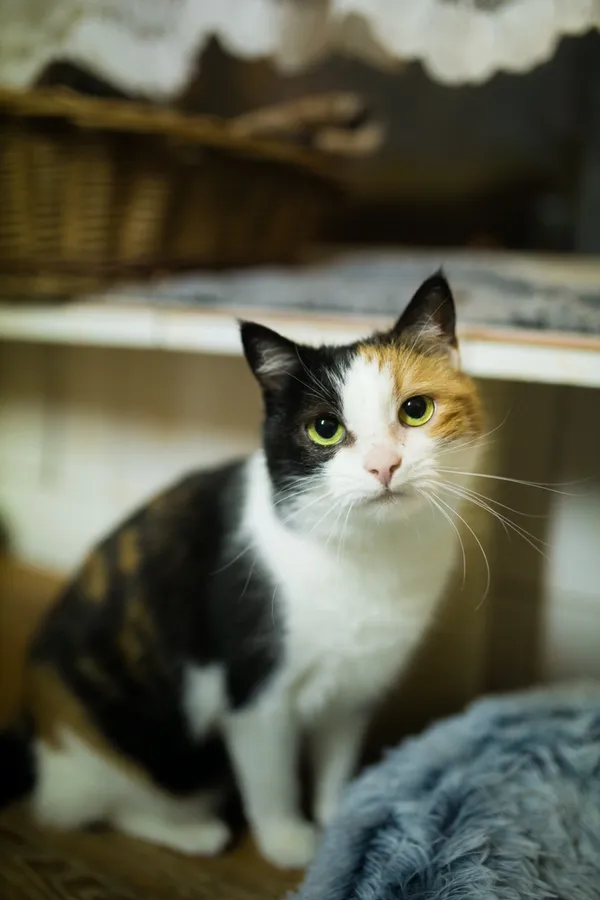 Kot do adopcji, Sosnowiec, 5 stycznia 2025 (1/5)