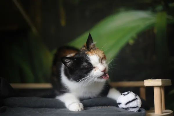 Kot do adopcji, Sosnowiec, 5 stycznia 2025 (3/5)