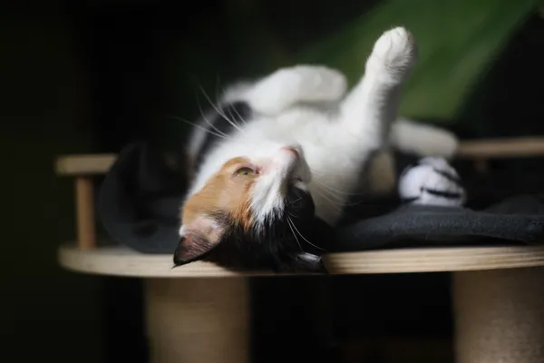 Kot do adopcji, Sosnowiec, 5 stycznia 2025 (4/5)