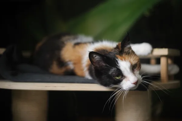 Kot do adopcji, Sosnowiec, 5 stycznia 2025 (5/5)